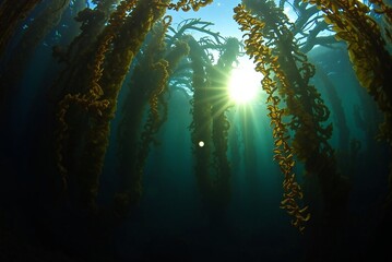 Sunlit Underwater Kelp Forest