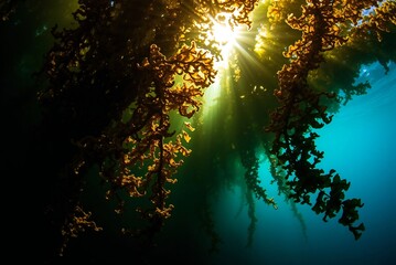 Sunlit Underwater Kelp Forest