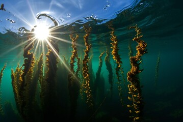 Sunlit Underwater Kelp Forest