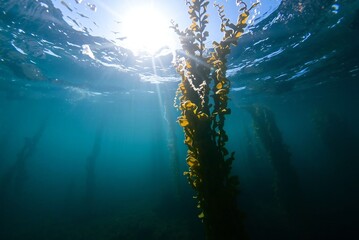 Sunlit Underwater Kelp Forest