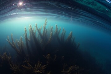 Sunlit Underwater Kelp Forest