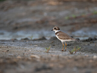 Amerika-Sandregenpfeifer (Charadrius semipalmatus)