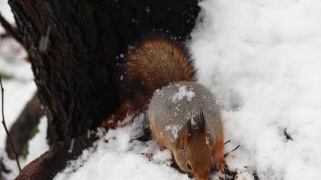 Close-up video of a squirrel in winter, sitting in the snow and eating nuts while snow gently falls around it. Captured in ultra HD with soft natural light, showing detailed fur