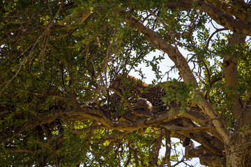 Fototapeta premium Leopardo africano oculto entre el denso follaje de un árbol en la Reserva Masái Mara, Kenia