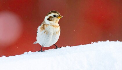 Snow bunting on snowy mound with red-orange background