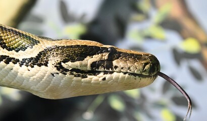 exotic snake reticulated python