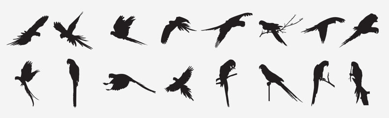 Obraz premium macaw bird silhouette