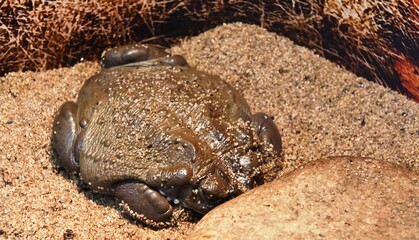 exotic frogs in nature