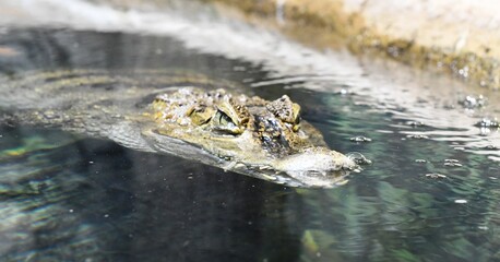 reptile crocodile