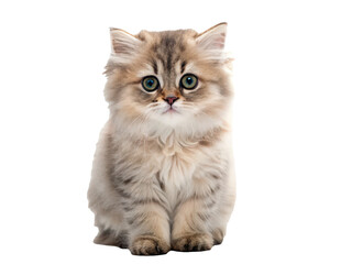 Obraz premium A fluffy, adorable, and wide-eyed kitten with long, soft, tabby-patterned fur and striking green eyes sits attentively on a clean white surface, bathed in soft,, isolated on transparent background.