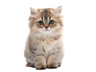 A fluffy, adorable, and wide-eyed kitten with long, soft, tabby-patterned fur and striking green eyes sits attentively on a clean white surface, bathed in soft,, isolated on transparent background.
