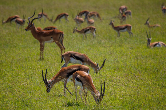 Macho de gacela con grandes cuernos liderando su manada en la llanura de Mas&aacute;i Mara, Kenia