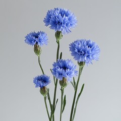 Blue cornflowers stand tall against a soft grey background