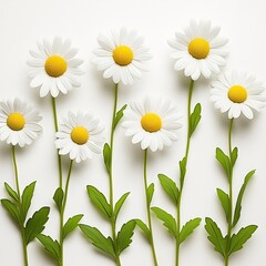 Group of white daisies with yellow centers, green stems, leaves