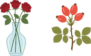 Set of Red Roses in Elegant Glass Vase and Botanical Illustration of Rosehips with Green Leaves Isolated on White Background