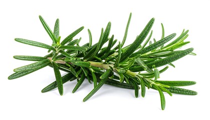 Sprig of Rosemary. A green sprig of rosemary with needle-like leaves arranged along a woody stem on a white background