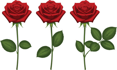 Set of Three Red Rose Flower Illustrations with Different Leaf Counts Isolated on White Background for Romantic Floral Design Projects 