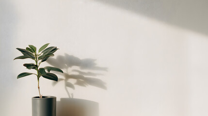 Solitary sprout in a minimalist realm: A singular, vibrant green sprout in a sleek gray planter basking in a diagonal beam of sunlight, casting a delicate shadow on the clean backdrop. 
