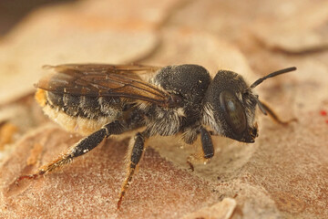 Closeup on a Mediterranean golden-tailed woodborer bee, Lithurgus chrysurus