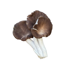 Organic oyster mushrooms isolate.