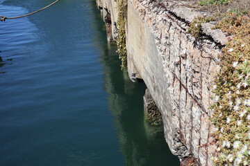 Close Up Green Plants on Concrete Harbor Jetty Wall by the Sea