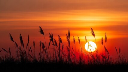 Sunset Over Tall Grass Silhouette Nature Landscape. Concept featuring sunset, grass, silhouette, nature, landscape.