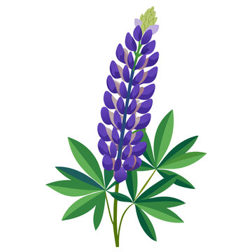 lupine flower with branch on white background