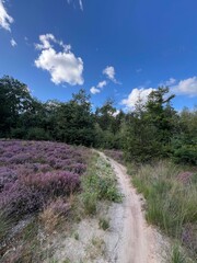 MTB track around Hoogersmilde in Drenthe
