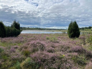 MTB track through national park dwingelderveld