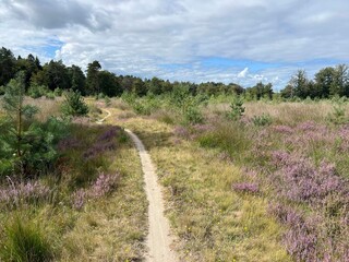 MTB track through national park dwingelderveld