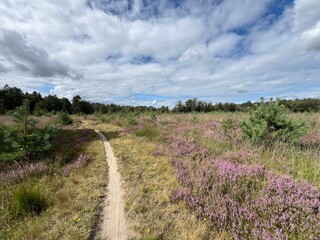 MTB track through national park dwingelderveld