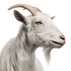 Fototapeta premium PNG of A majestic white goat with curved horns, showcasing its unique features.