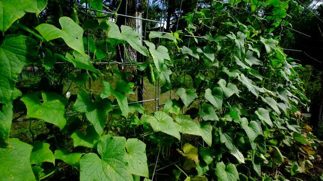 Close up of cucumber and moving camera away revealing arch shaped trellis full of slowly withering or yellowing gherkin plants