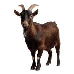 Fototapeta premium PNG of A charming brown goat with distinctive horns standing proudly.