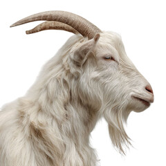 Obraz premium PNG of A majestic white goat with long horns and a thick coat, showcasing its side profile.