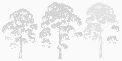 Silhouetted eucalyptus trees against a plain white background nature s simple beauty © Tasnim