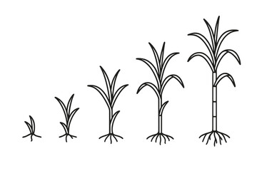 Sugarcane growth stages © icon_art