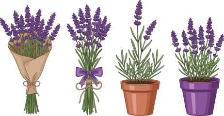 Cute cartoon lavender illustration set, blooming lavender flowers bouquet and potted plants, botanical vector design, isolated white background elements © MD SAKIL