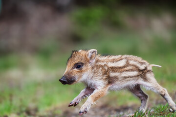 young wild boar (Sus scrofa)  © Rudolf