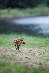 Obraz premium young wild boar (Sus scrofa) 