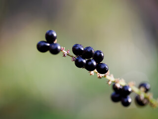 黒く熟したヤブランの実