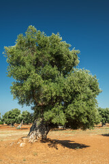 Mediterranean olive plantation and an old olive tree in the foreground.