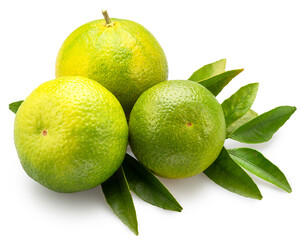 Three green tangerines with green leaves isolated on white background. File contains clipping paths.