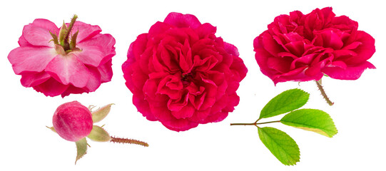 Magenta pink rose with green leaves on white background. File contains clipping path.