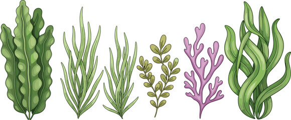 Obraz premium Cute cartoon seaweed illustration set, underwater plants collection, marine algae icons, ocean flora vector design, isolated white background art elements