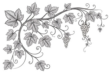 Botanical Outline Vine