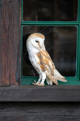 A closeup of a barn owl (Tyto alba) on a wooden window