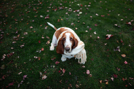 Cute basset hound wearing cozy scarf sitting outside on autumn grass