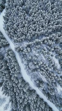 snow covered dense forest in winter ,vertical bird's eye view