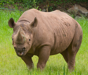 Black Rhinoceros (Diceros bicornis), captive at Paignton Zoo, Devon, UK.